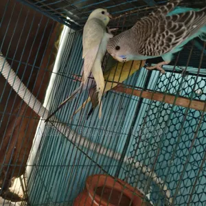 Budgerigar Master Pair with Chicks