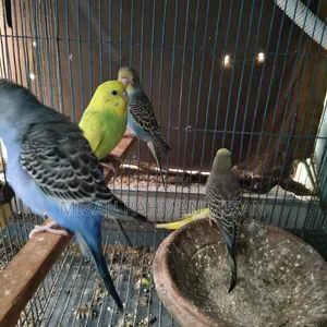 Budgerigar Master Pair with Chicks