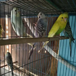 Budgerigar Master Pair with Chicks