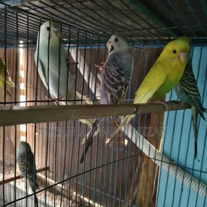 Budgerigar Master Pair with Chicks