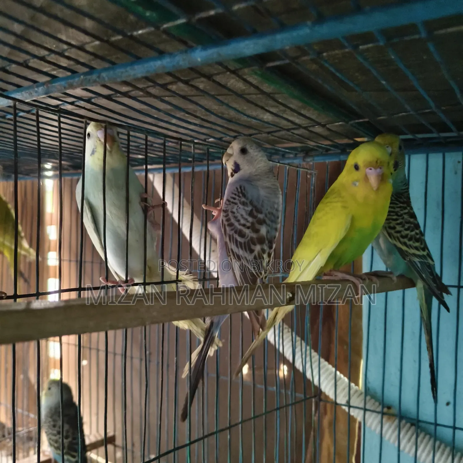 Budgerigar Master Pair with Chicks