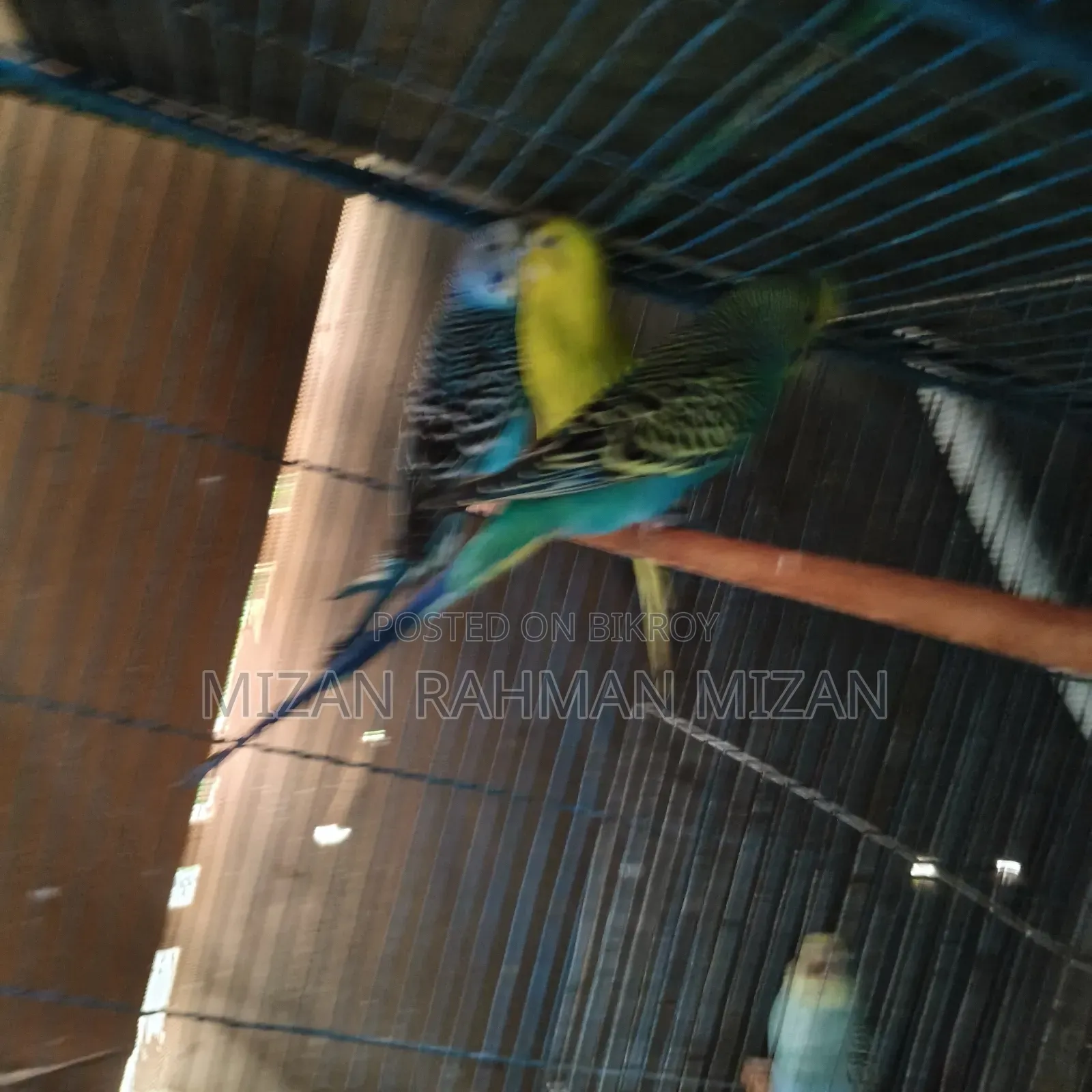 Budgerigar Master Pair with Chicks