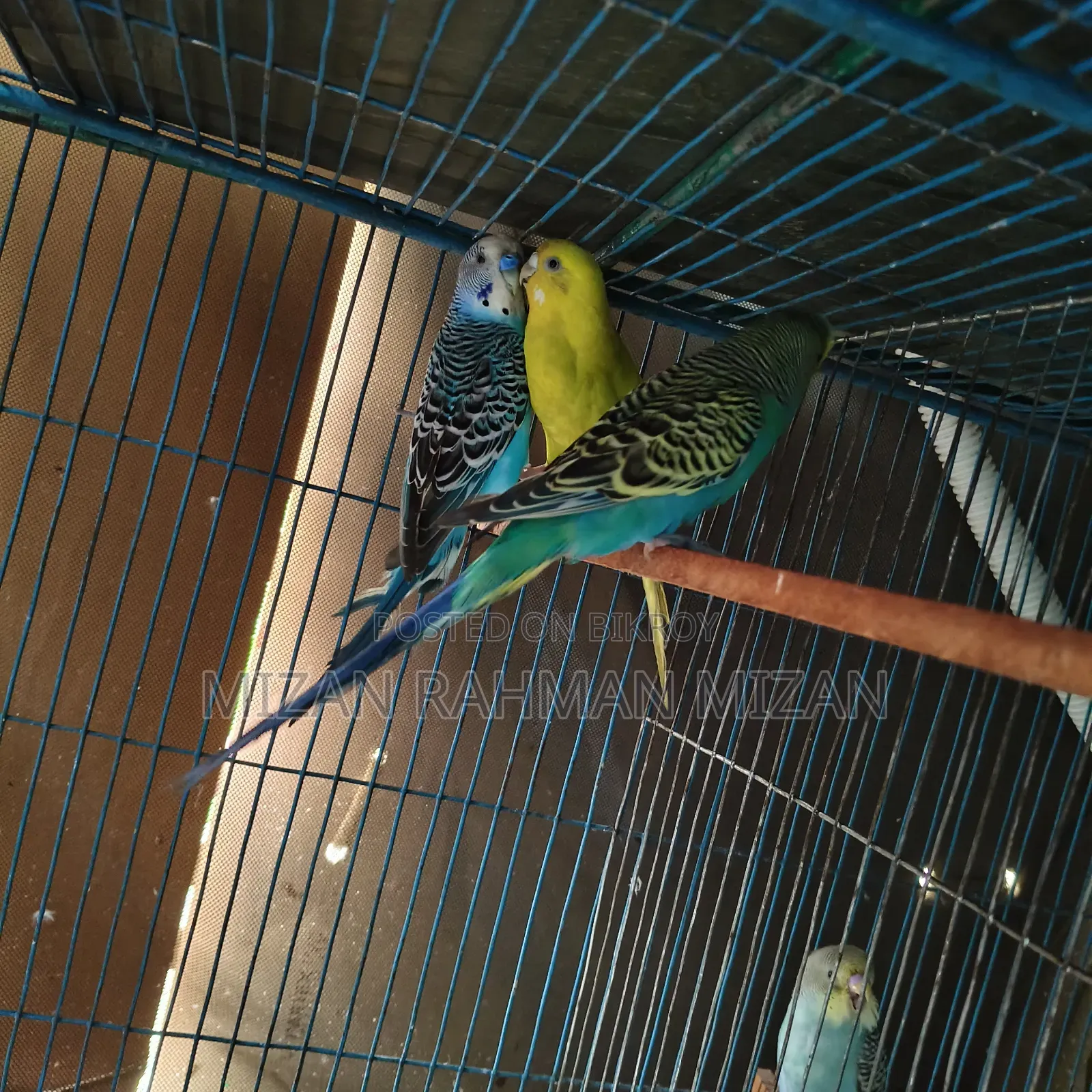 Budgerigar Master Pair with Chicks