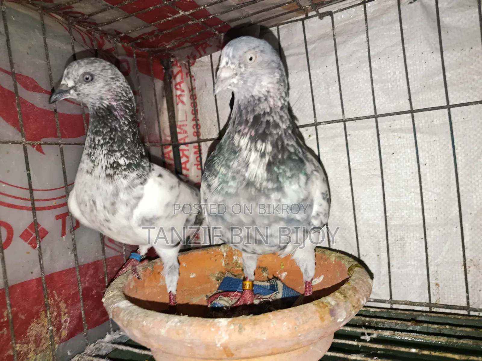 Old breed Pankhi female and Silver Bagha male