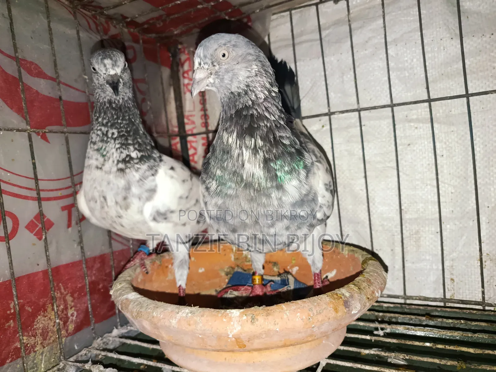 Old breed Pankhi female and Silver Bagha male