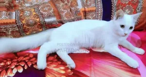 ১-৩ মাস বয়সী পুরুষ মিক্সড ব্রিড পার্সিয়ান