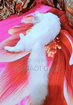 ১-৩ মাস বয়সী পুরুষ মিক্সড ব্রিড পার্সিয়ান