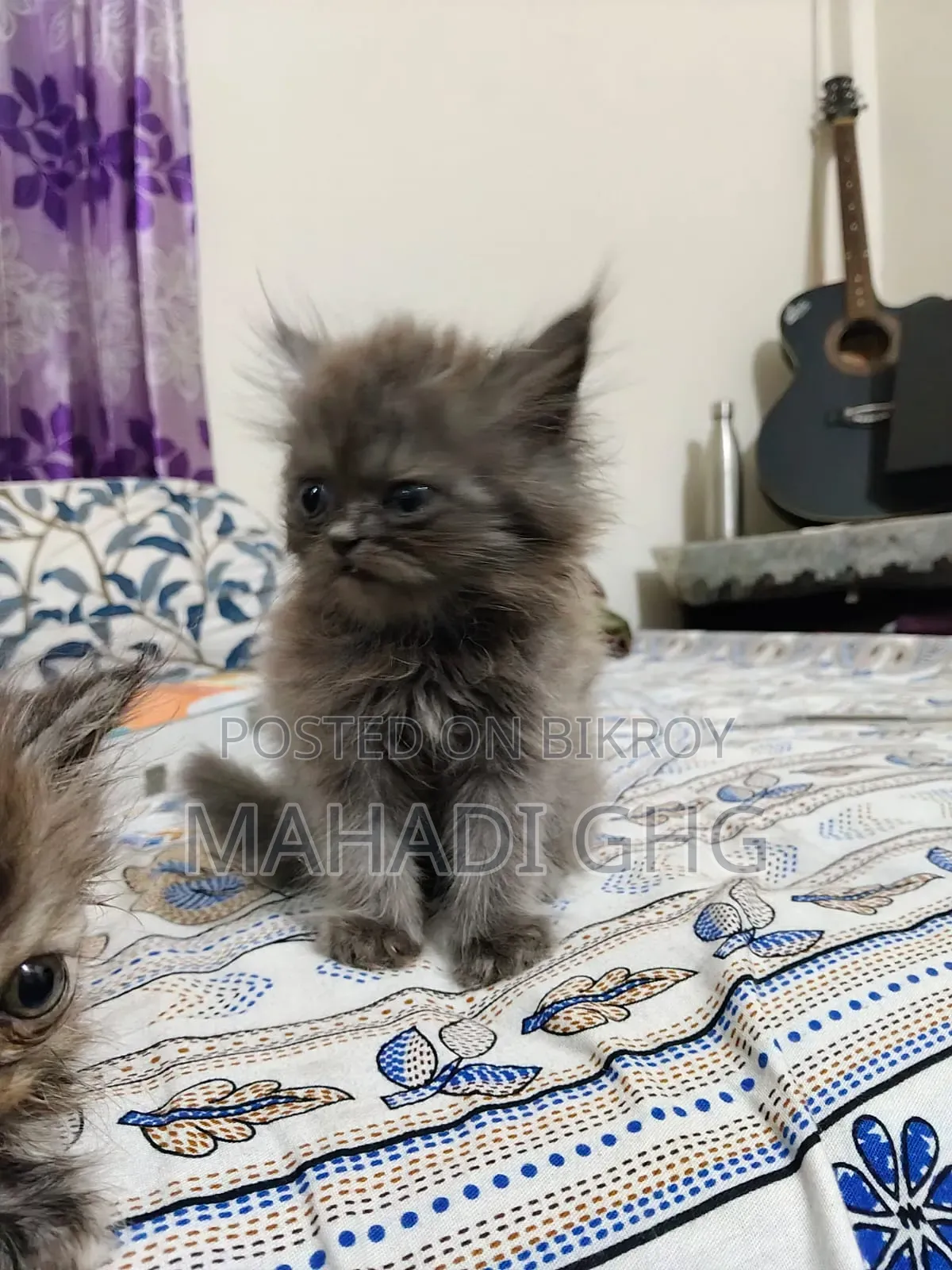 ১-৩ মাস বয়সী পুরুষ মিক্সড ব্রিড পার্সিয়ান