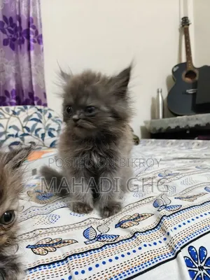 ১-৩ মাস বয়সী পুরুষ মিক্সড ব্রিড পার্সিয়ান