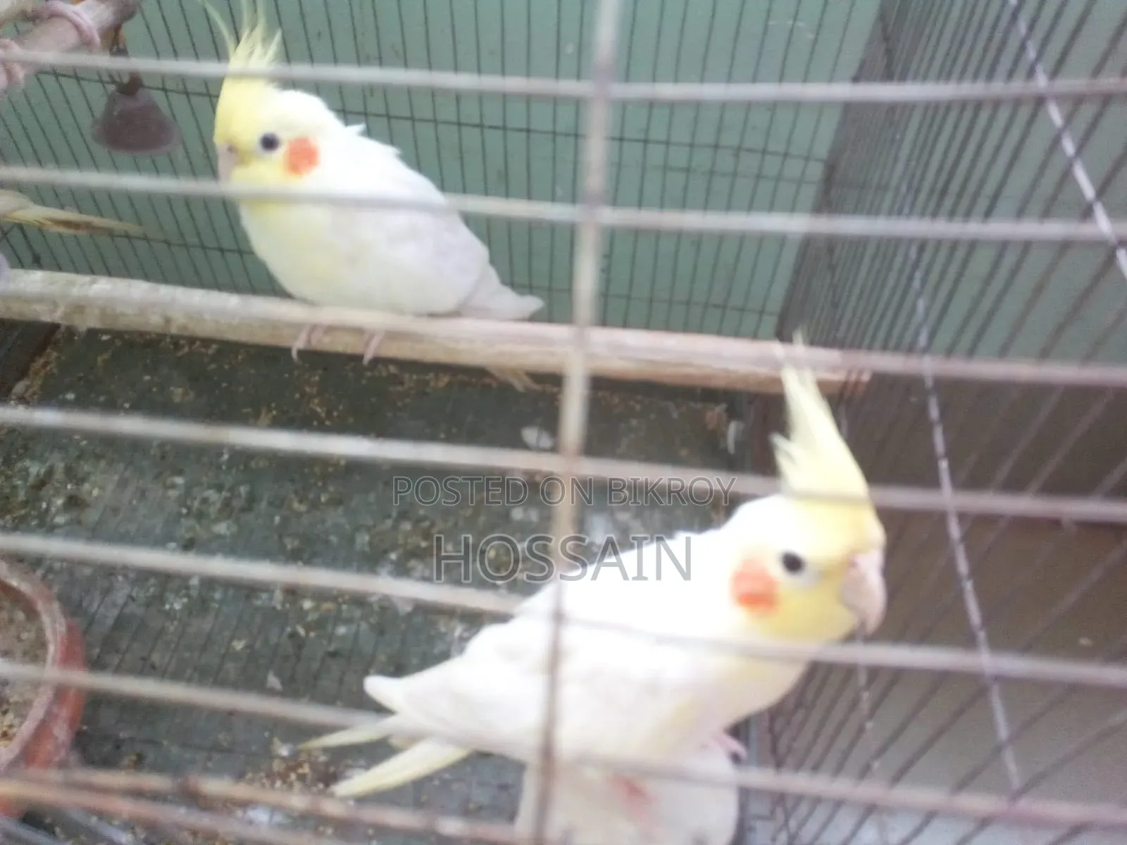 ককটেল পাখি