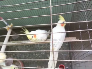 ককটেল পাখি