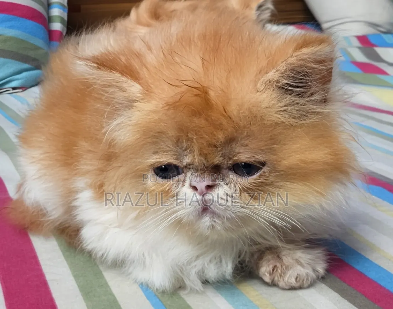 1-3 Months Female Purebred Exotic