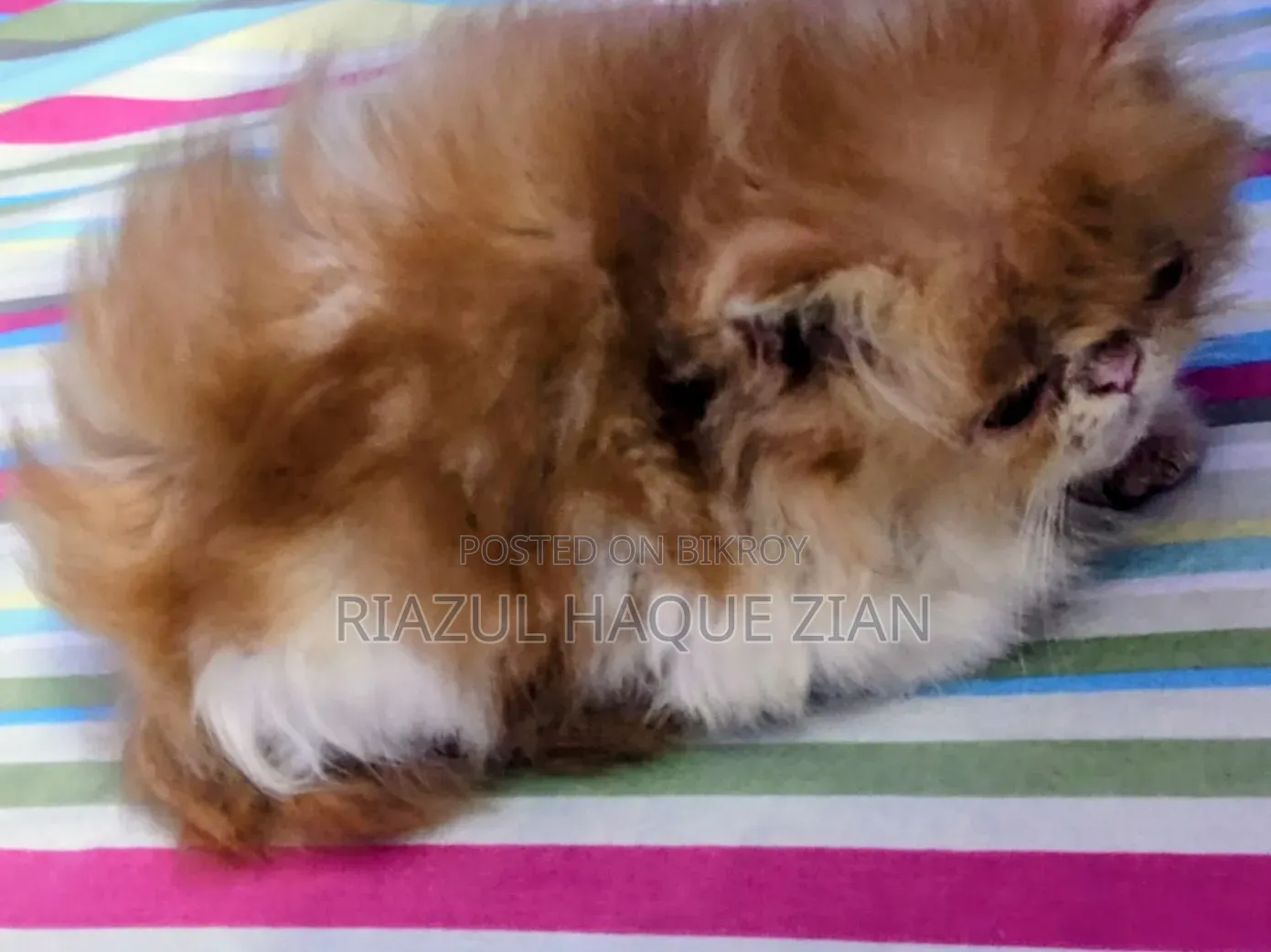 1-3 Months Female Purebred Exotic