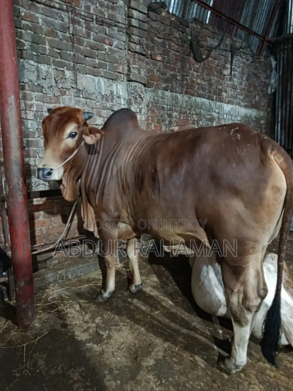 ২ দাঁতের শাহীওয়াল ষাঁড় ৫৬ ইঞ্চি উচ্চতা