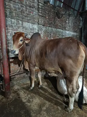 2-tooth Sahiwal Bull 56-inch Height