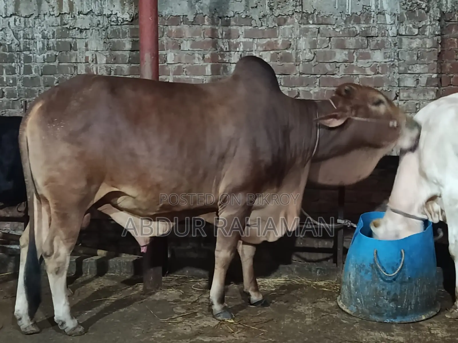 ২ দাঁতের শাহীওয়াল ষাঁড় ৫৬ ইঞ্চি উচ্চতা