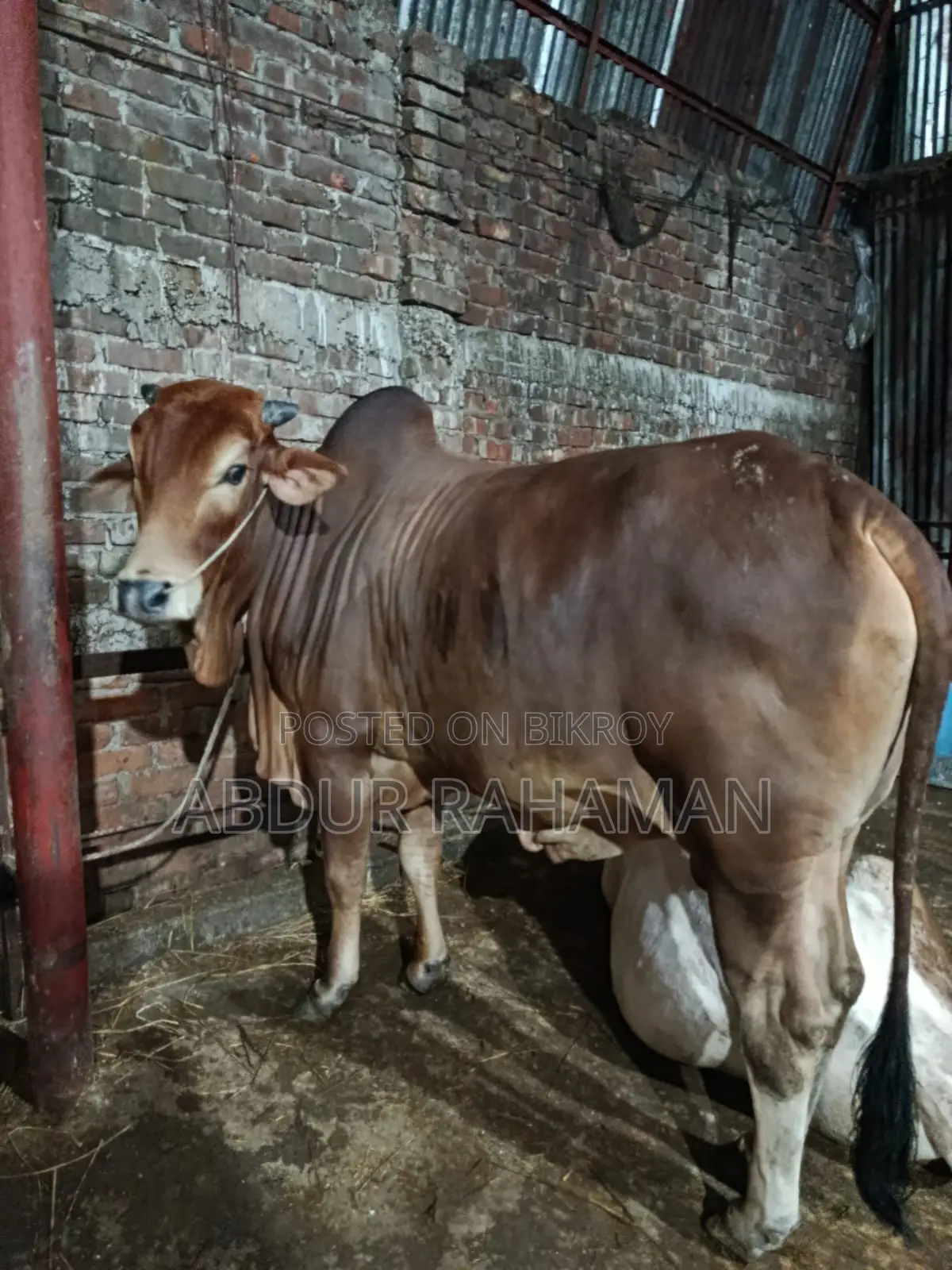 ২ দাঁতের শাহীওয়াল ষাঁড় ৫৬ ইঞ্চি উচ্চতা