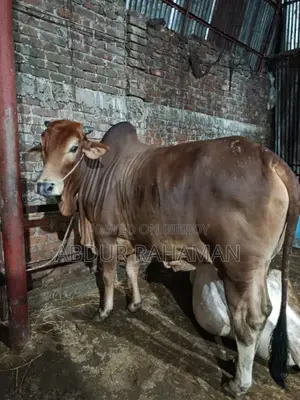 ২ দাঁতের শাহীওয়াল ষাঁড় ৫৬ ইঞ্চি উচ্চতা