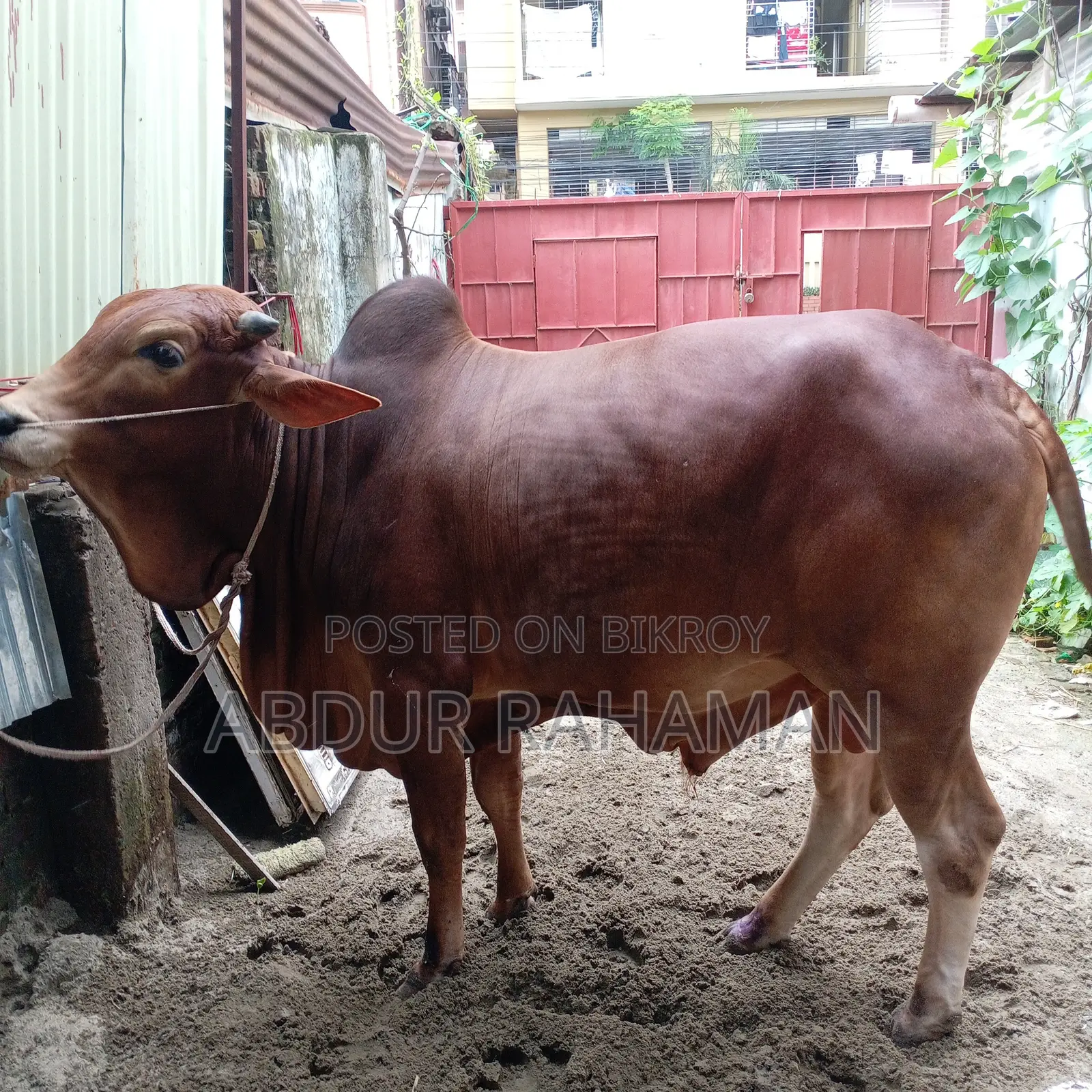 ২ দাঁতের শাহীওয়াল ষাঁড় ৫৬ ইঞ্চি উচ্চতা