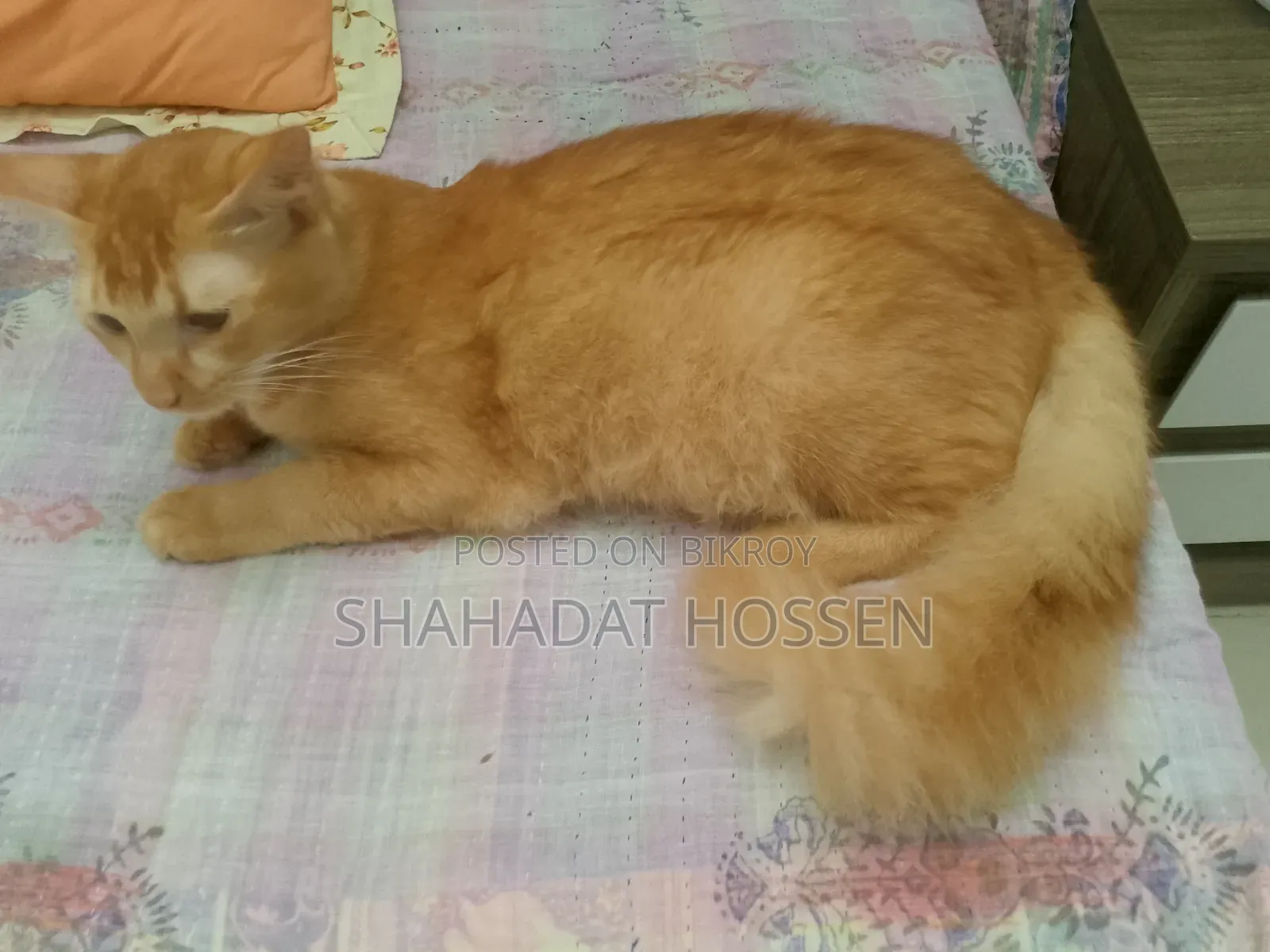 ৩-৬ মাসের নর খাঁটি মেইন কুন