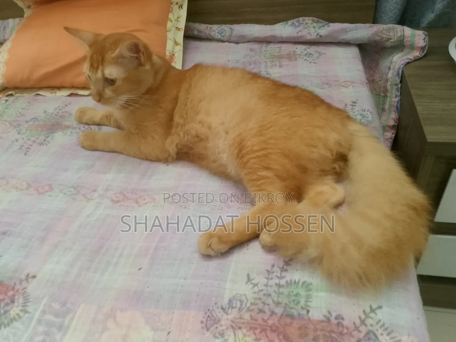 ৩-৬ মাসের নর খাঁটি মেইন কুন