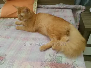 ৩-৬ মাসের নর খাঁটি মেইন কুন