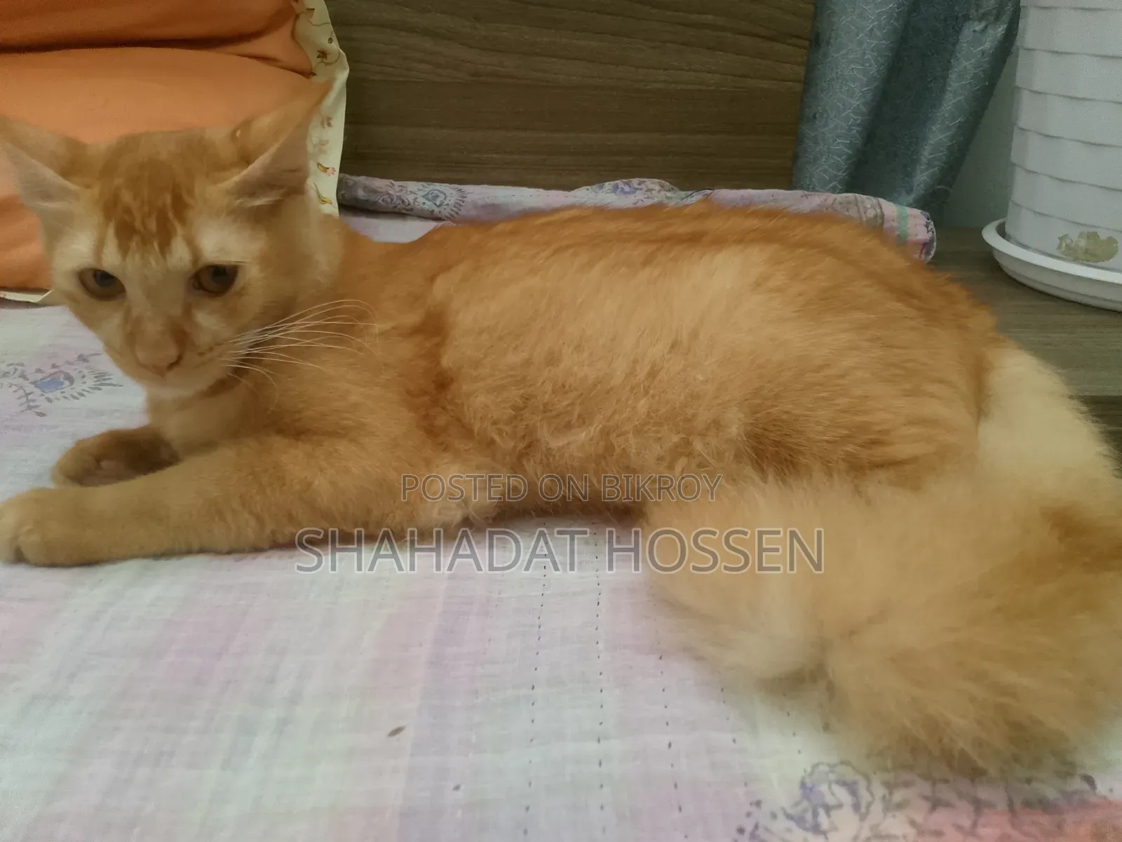 ৩-৬ মাসের নর খাঁটি মেইন কুন
