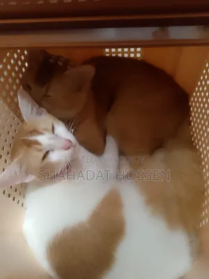 ৩-৬ মাসের নর খাঁটি মেইন কুন