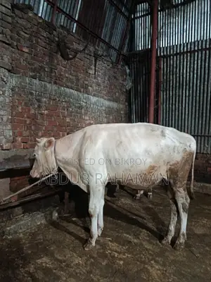 Australian Bull 10 Months Old