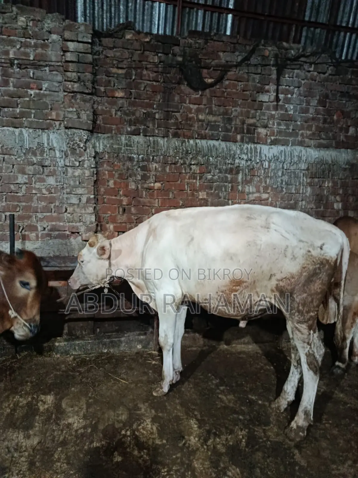 অস্ট্রেলিয়ান ষাঁড় ১০ মাস বয়সী