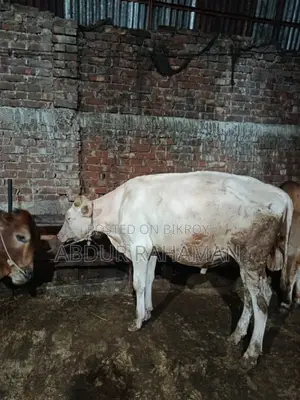 অস্ট্রেলিয়ান ষাঁড় ১০ মাস বয়সী