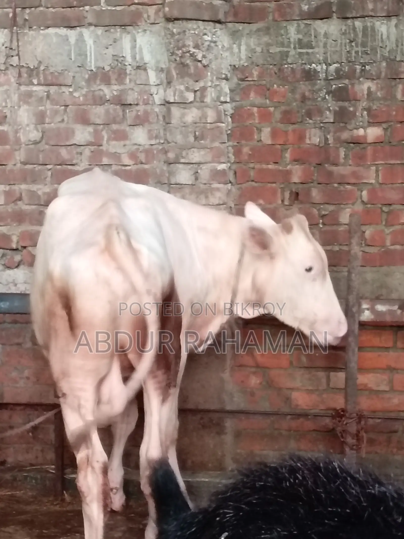 অস্ট্রেলিয়ান ষাঁড় ১০ মাস বয়সী