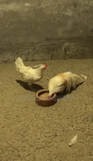 ইয়োকোহামা মুরগি