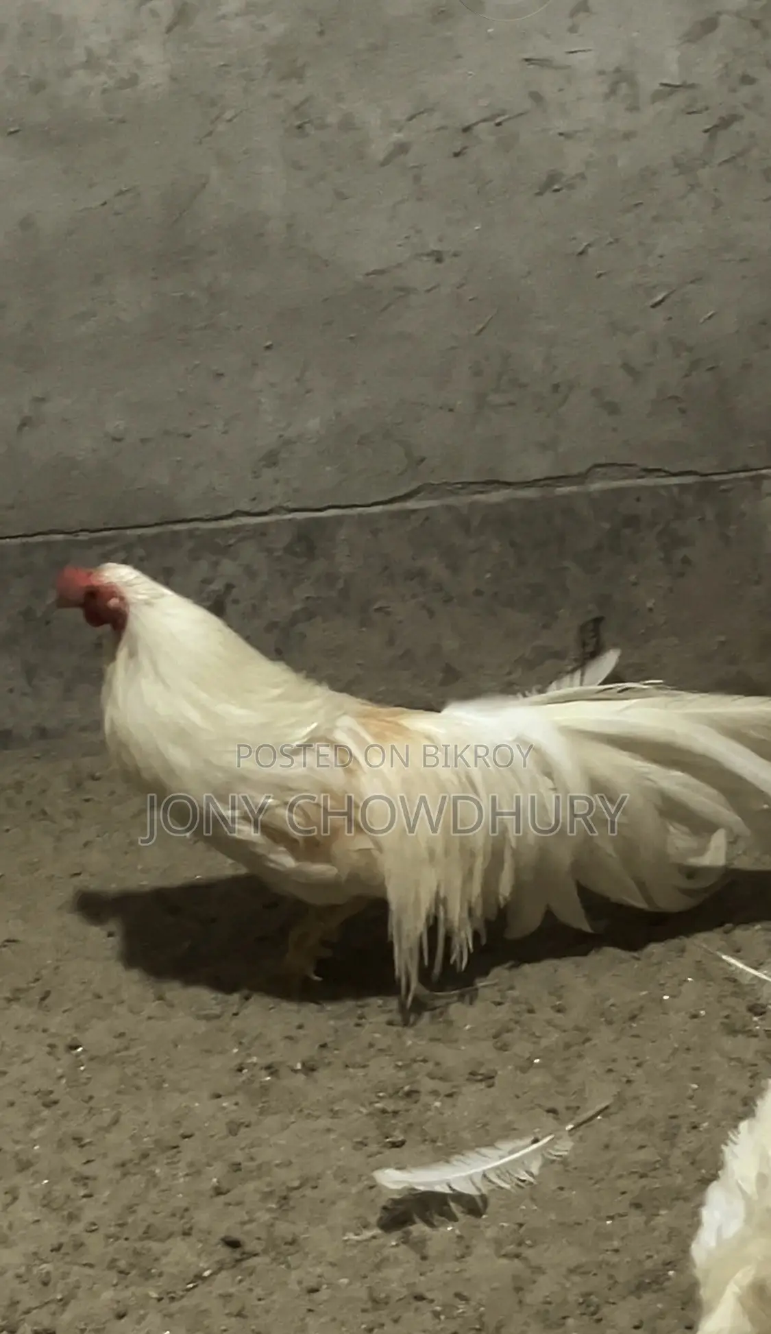 ইয়োকোহামা মুরগি