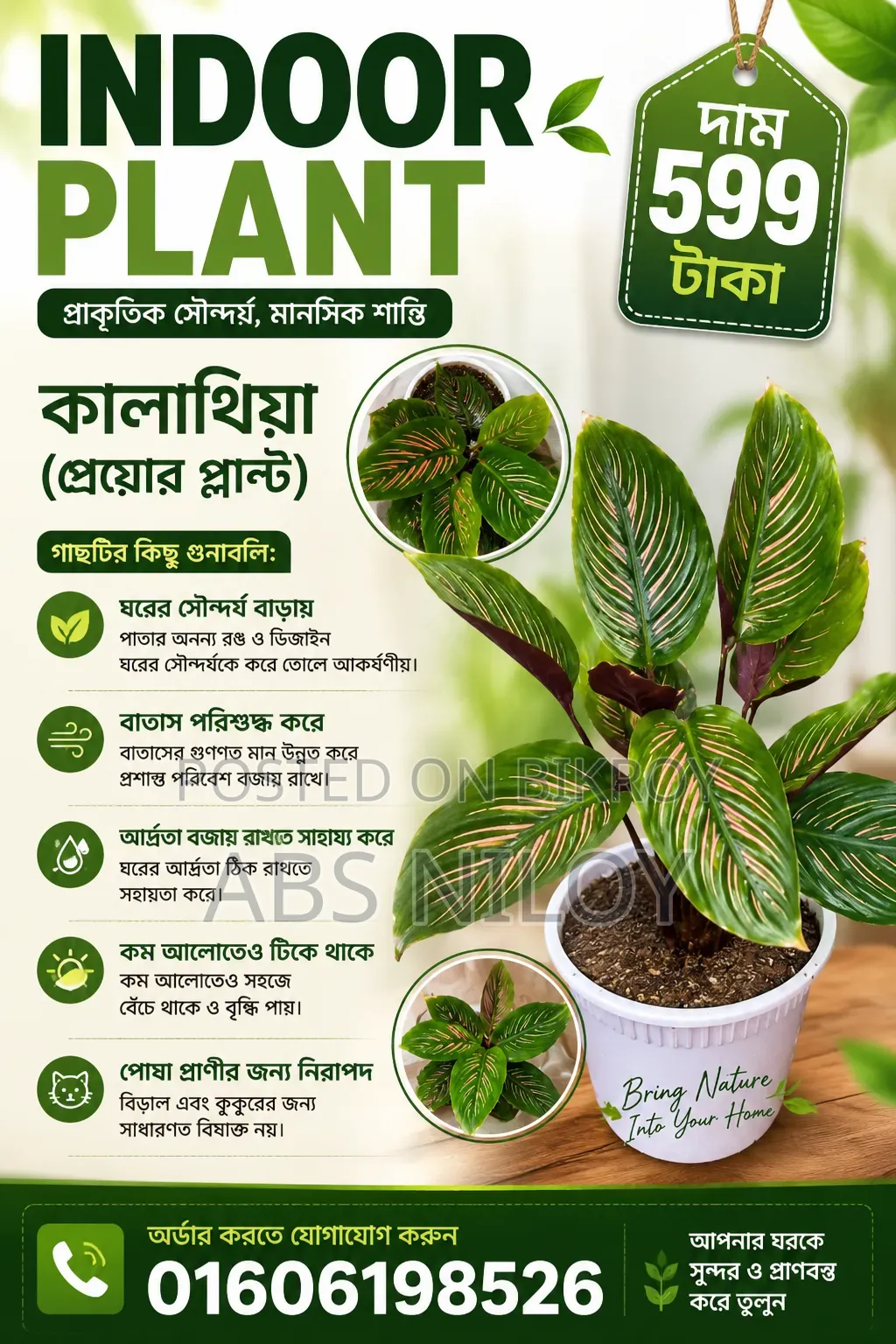 Indoor Plant