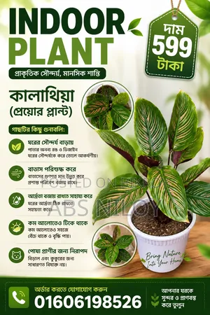 Indoor Plant
