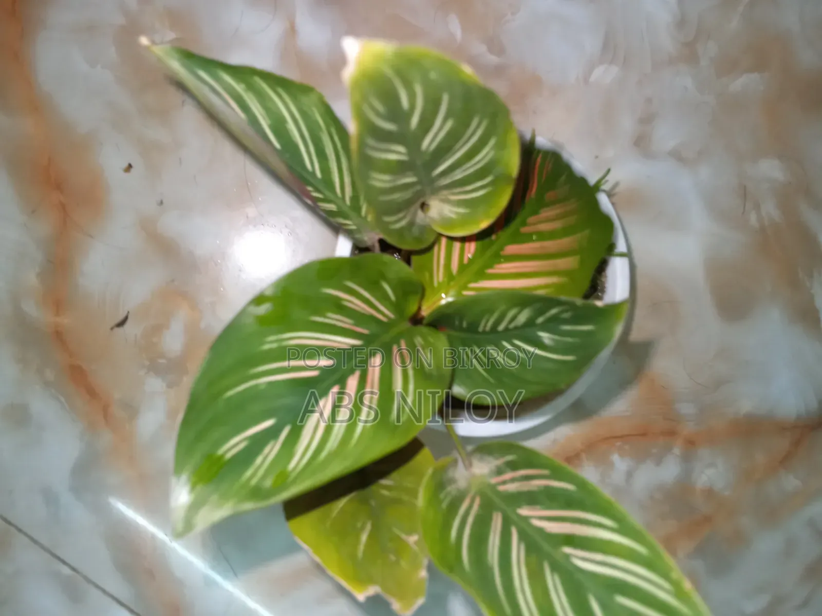 Indoor Plant