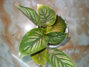 Indoor Plant