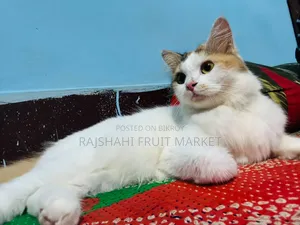 6-12 Months Female Mixed Breed Persian