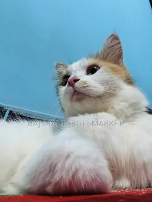6-12 Months Female Mixed Breed Persian