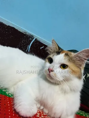6-12 Months Female Mixed Breed Persian