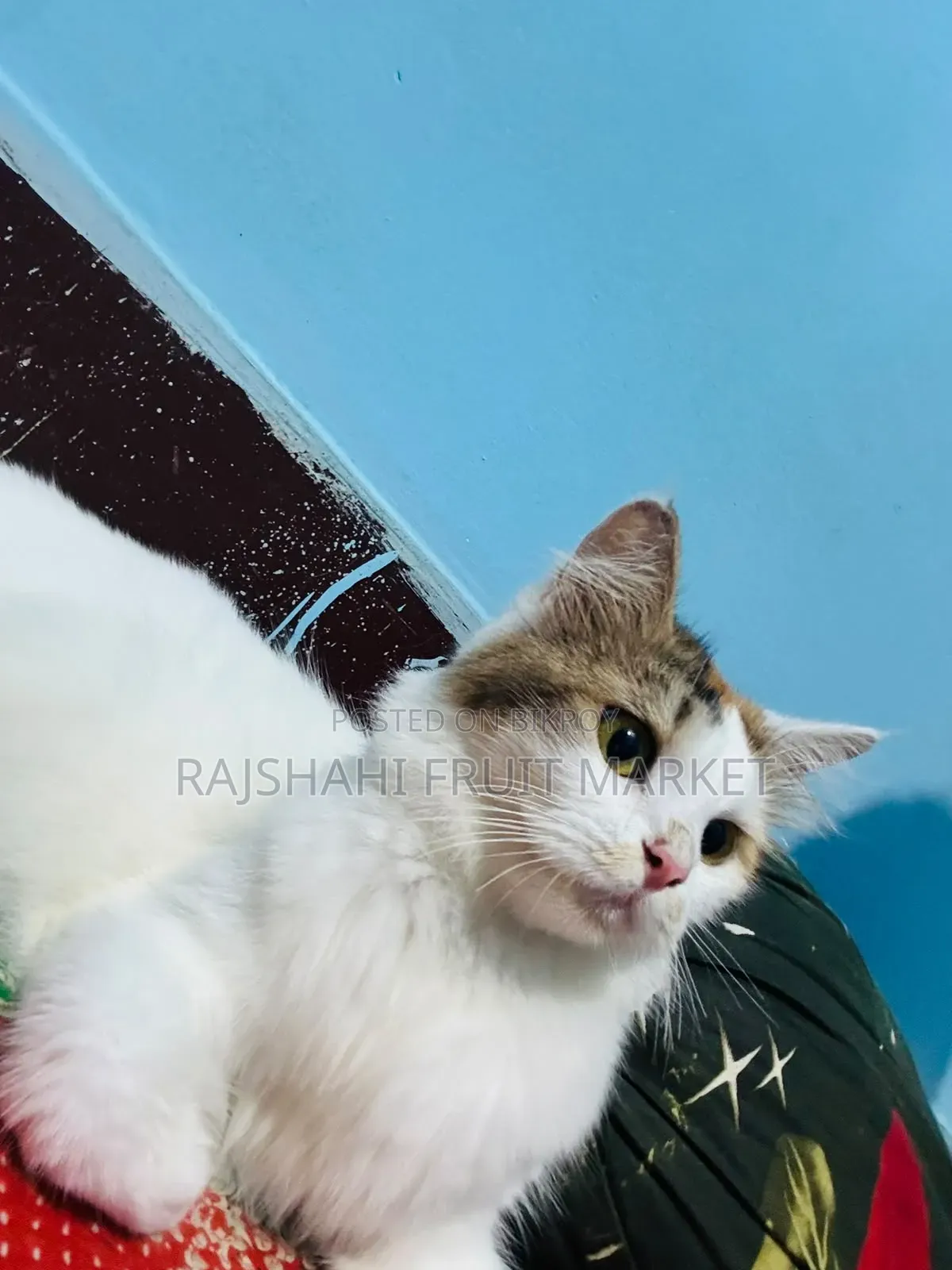 6-12 Months Female Mixed Breed Persian