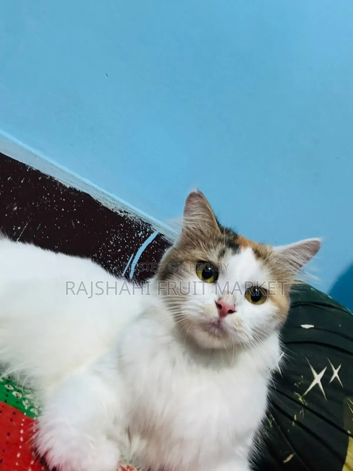 6-12 Months Female Mixed Breed Persian