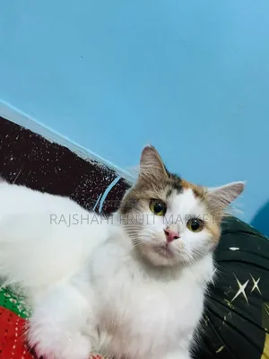 6-12 Months Female Mixed Breed Persian