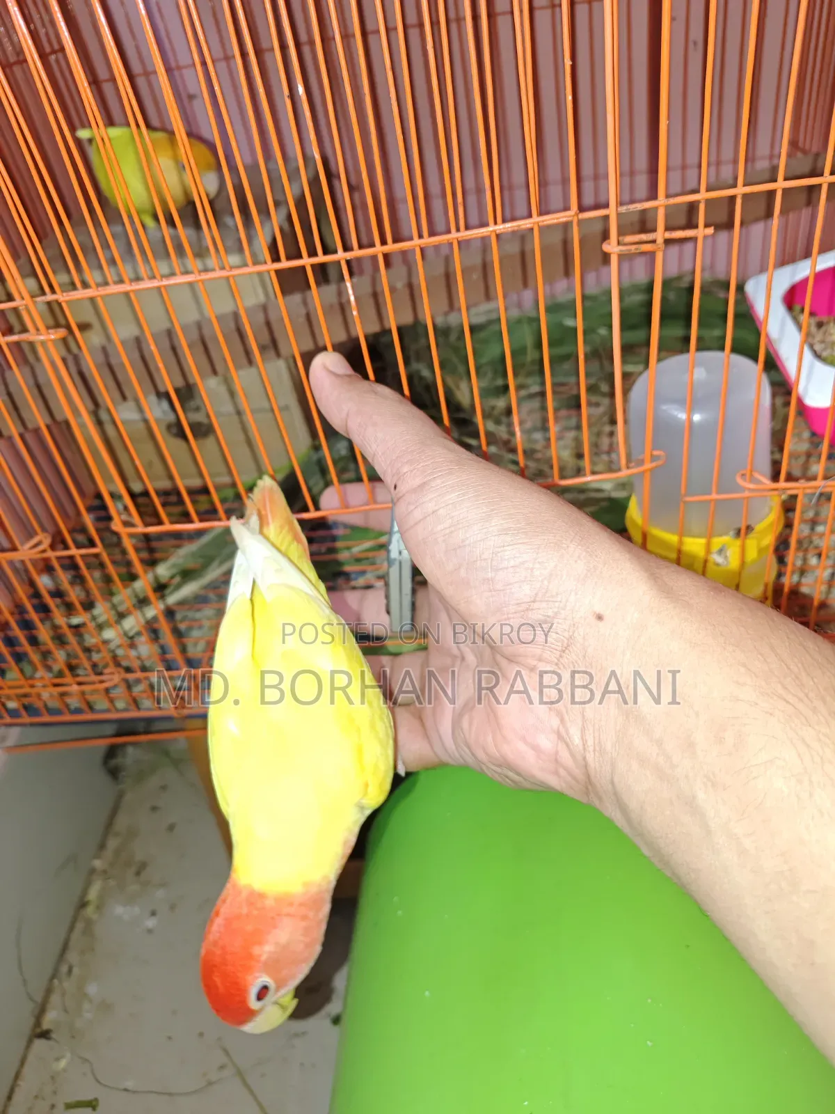 Tamed Love Bird