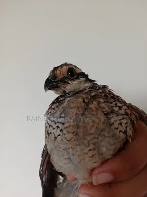 নর্দার্ন বব হোয়াইট কোয়েল এর বাচ্চা