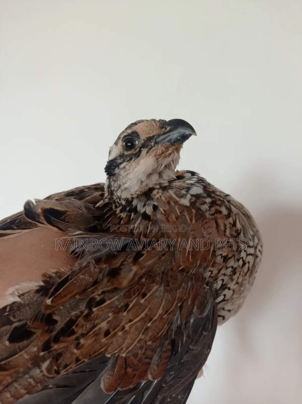 নর্দার্ন বব হোয়াইট কোয়েল এর বাচ্চা