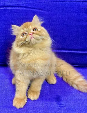 1-3 Months Male Purebred Persian