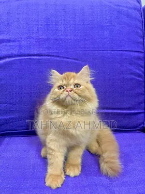1-3 Months Male Purebred Persian