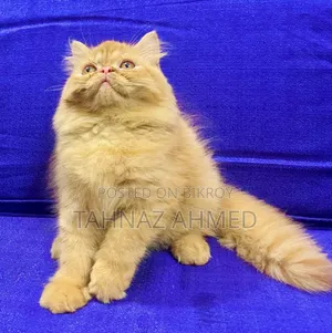 1-3 Months Male Purebred Persian